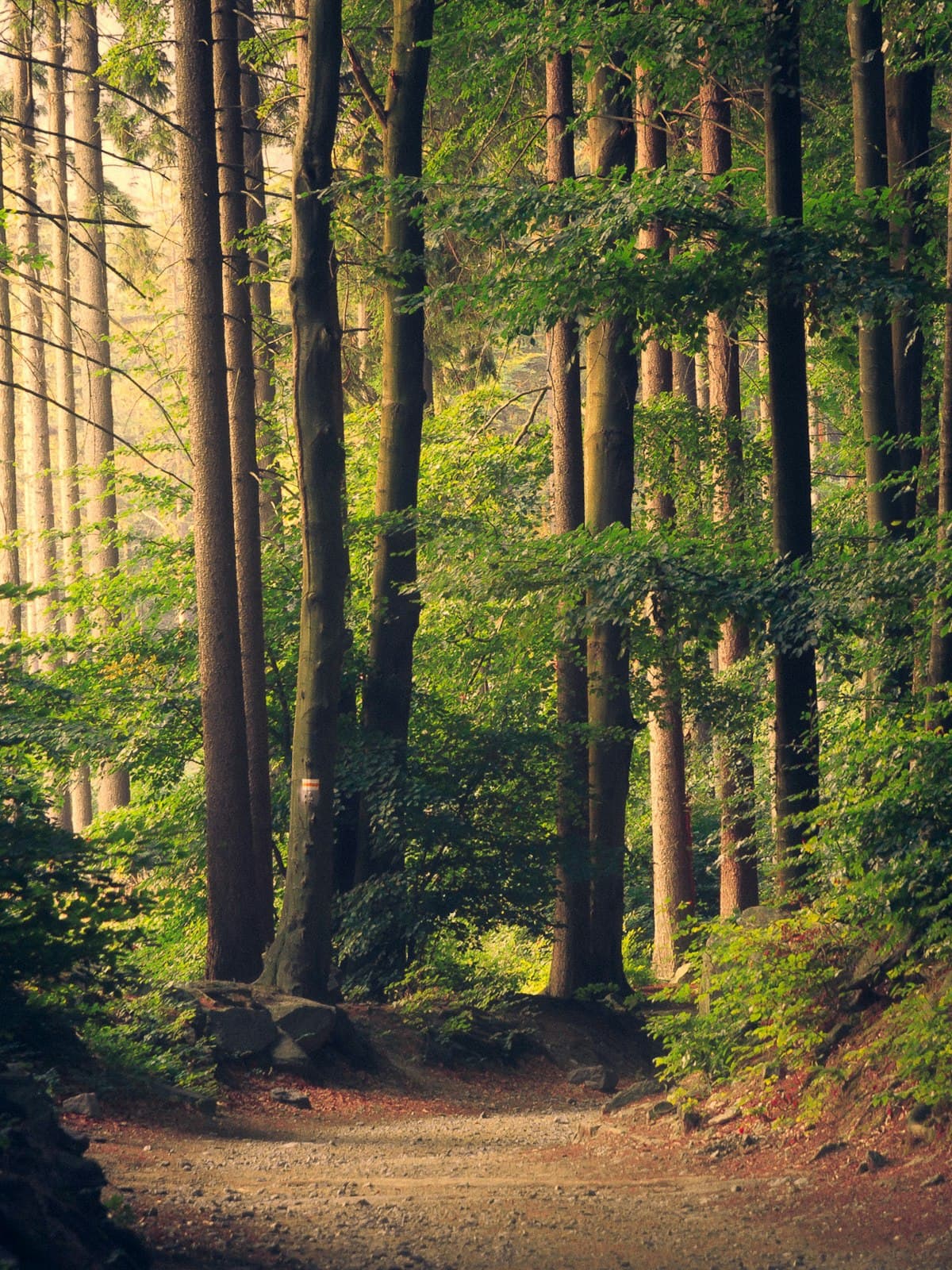 Sunlit forest path suggesting intentional steps and lasting change